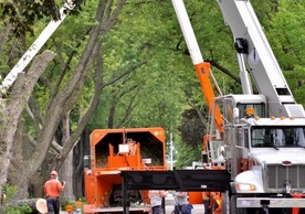 Photo Removing Trees in City