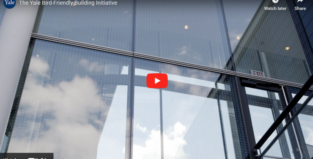 Yale Bird-Friendly Building Initiative Video 