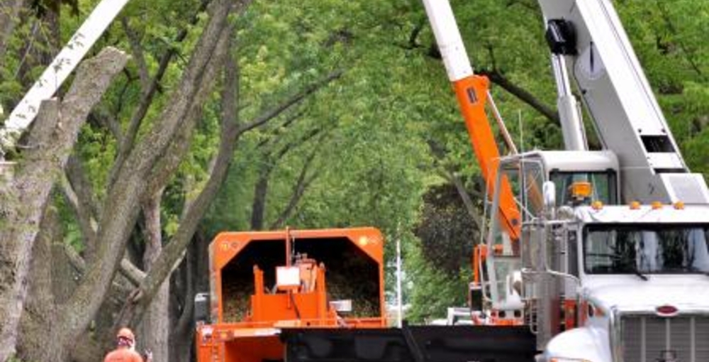Photo Removing Trees in City